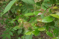 Tylophora dalzellii
